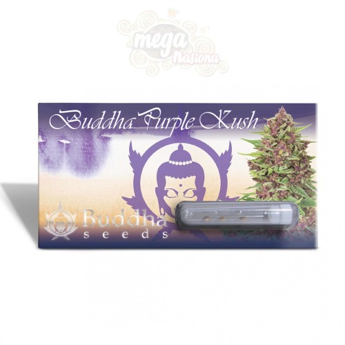 Buddha Seeds - Purple Kush