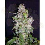 Biological Seeds - Auto Maxi