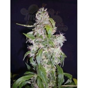 Biological Seeds - Auto Maxi