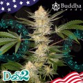 Buddha Seeds - DoSi2