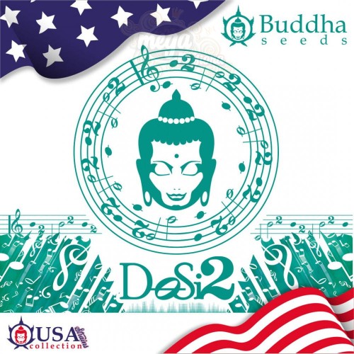 Buddha Seeds - DoSi2
