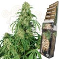 Buddha Seeds - Calamity Jane Auto