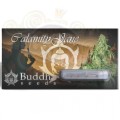 Buddha Seeds - Calamity Jane Auto