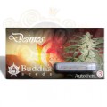 Buddha Seeds - Deimos Auto