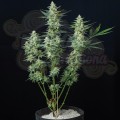 Buddha Seeds - Vesta Au