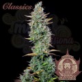 Buddha Seeds - Critical Auto
