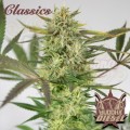 Buddha Seeds - Diesel