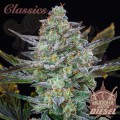 Buddha Seeds - Diesel Auto