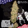 Buddha Seeds - Gorila Auto