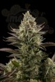 DINAFEM - White Widow
