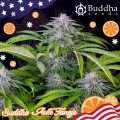 Buddha Seeds - Tangie Auto