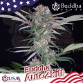 Buddha Seeds - Zkitt Auto