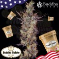 Buddha Seeds - Gelato