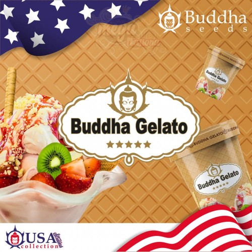 Buddha Seeds - Gelato