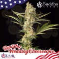 Buddha Seeds - Wedding Cheesecake