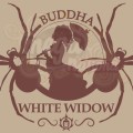 Buddha Seeds - White Widow