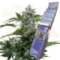 Buddha Seeds - White Widow