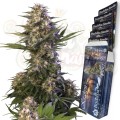 Buddha Seeds - Kraken