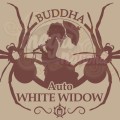 Buddha Seeds - White Widow Auto