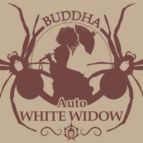Buddha Seeds - White Widow Auto