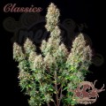 Buddha Seeds - White Widow Auto