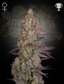 GREEN HOUSE SEEDS - Exodus Cheese