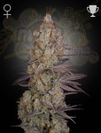 GREEN HOUSE SEEDS - Exodus Cheese