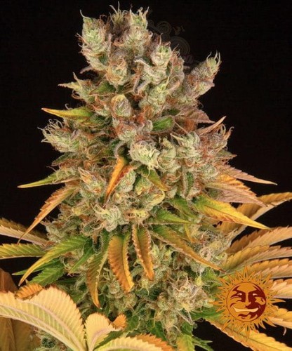Barney's Farm - GMO