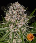 Barney's Farm - Lemon Haze Auto