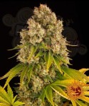 Barney's Farm - Cheese Auto