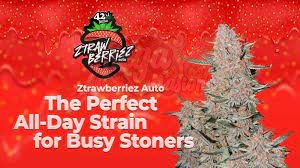 FastBuds - Ztrawberriez Auto
