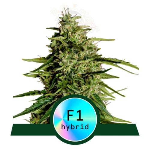 Royal Queen Seeds - Milky Way F1 Auto