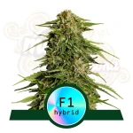 Royal Queen Seeds - Epsilon F1 Auto