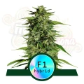 Royal Queen Seeds - Hyperion F1 Auto