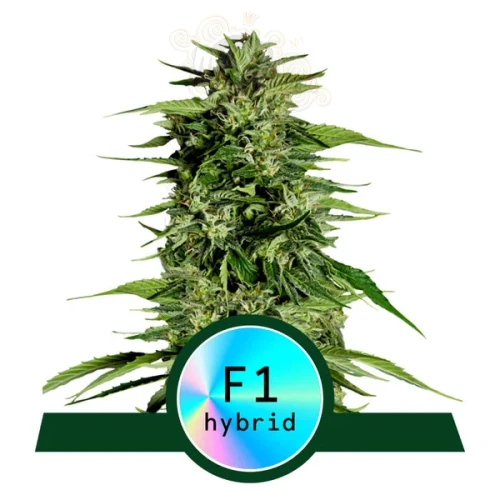 Royal Queen Seeds - Hyperion F1 Auto