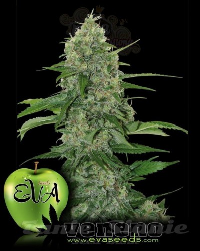 EVA SEEDS - Veneno