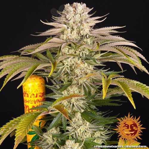 Barney's Farm - Pineapple Express