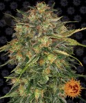 Barney's Farm - Cheese