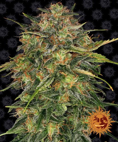 Barney's Farm - Cheese