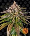 Barney's Farm - Kush Mintz