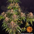 Barney's Farm - Kush Mintz