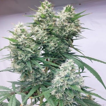Ace Seeds - Zenith