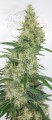 Ace Seeds - Super Panama Haze