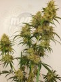 Ace Seeds - Super Panama Haze