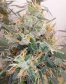 Ace Seeds - Panama A5 Haze