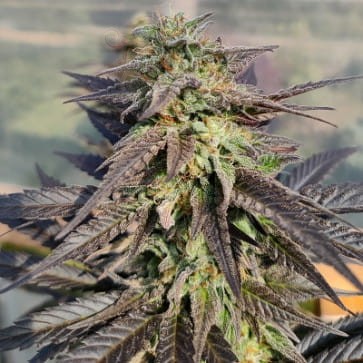 Ace Seeds - Zamaldelica X Kali China