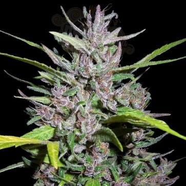 Ace Seeds - Honduras X Panama