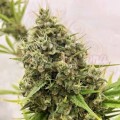 Ace Seeds - Guawi