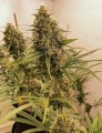 Ace Seeds - Guawi
