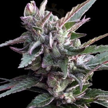 Ace Seeds - Thai Chi